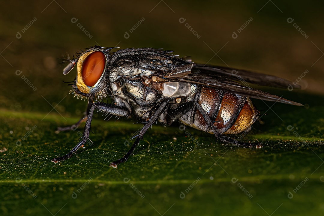 Mosca de carne adulta da família Sarcophagidae