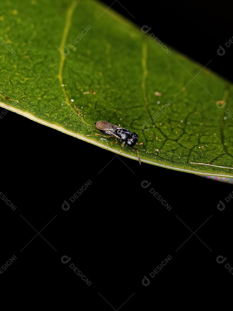 Pequena vespa adulta da Família Scelionidae
