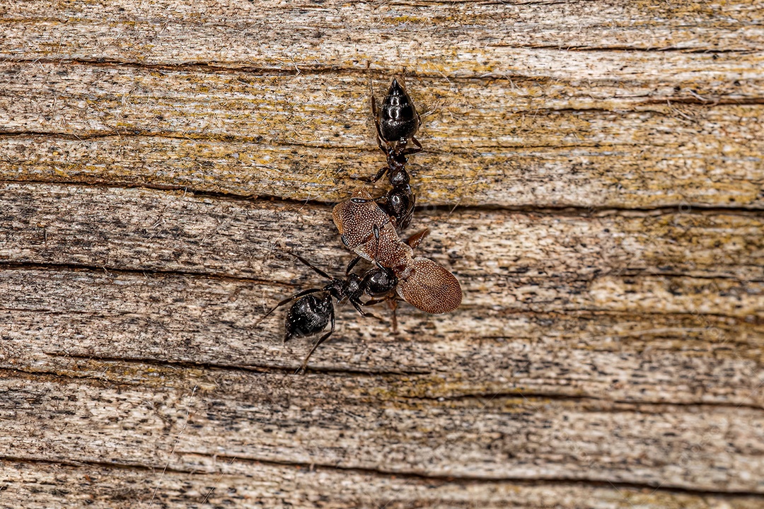 Formigas-coquetel-aladas-fêmeas adultas do gênero Crematogaster atacando uma formiga-tartaruga adulta do gênero Cephalotes