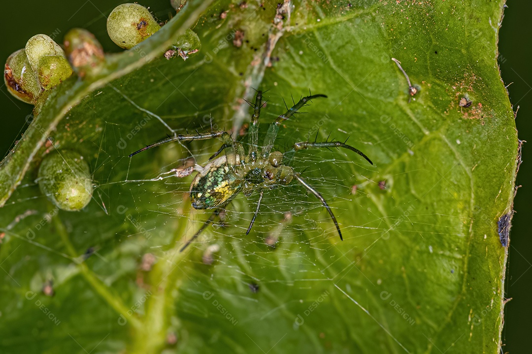 Macho adulto Orbweaver típico do gênero Mangora