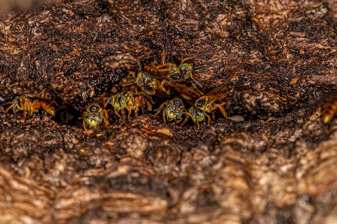 Abelha sem ferrão adulta do gênero Tetragonisca