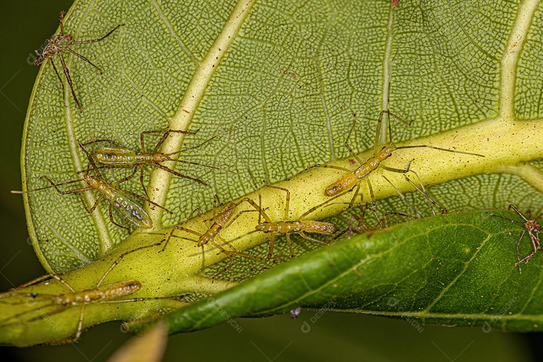 Ninfas Insetos Assassinos da Tribo Harpactorini