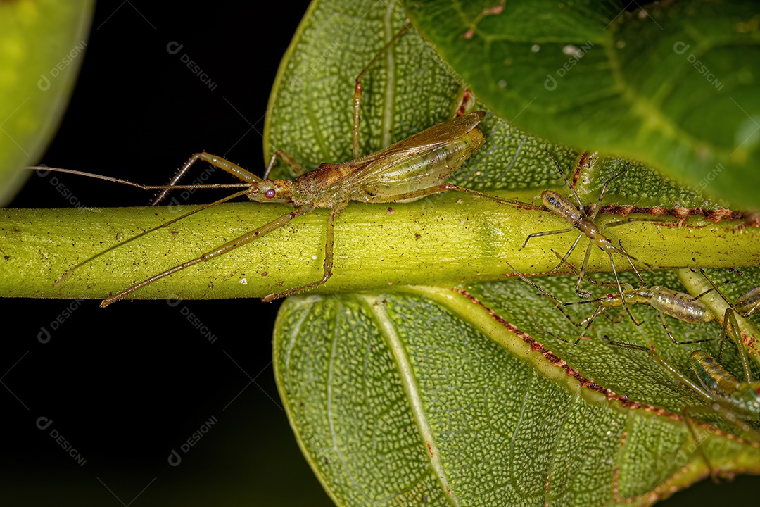 Inseto Assassino Adulto da Tribo Harpactorini