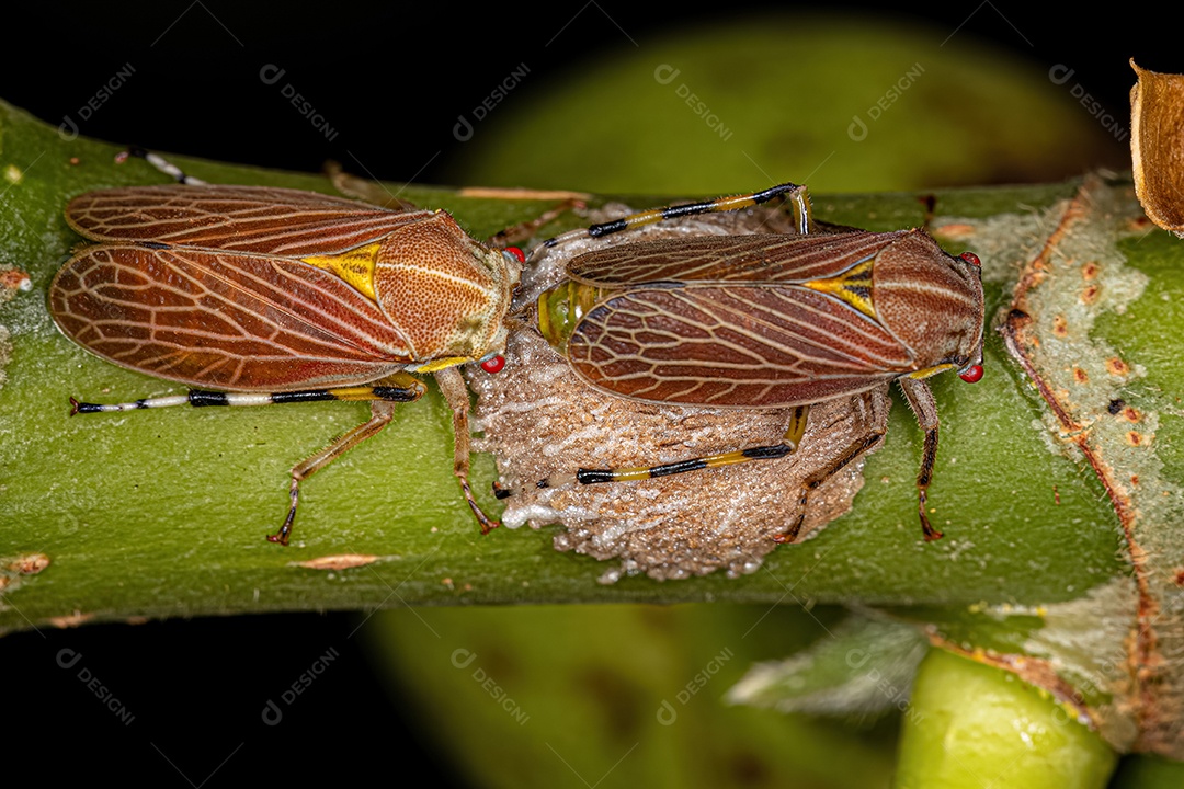 Aetalionid Treehopper adulto da espécie Aetalion reticulatum