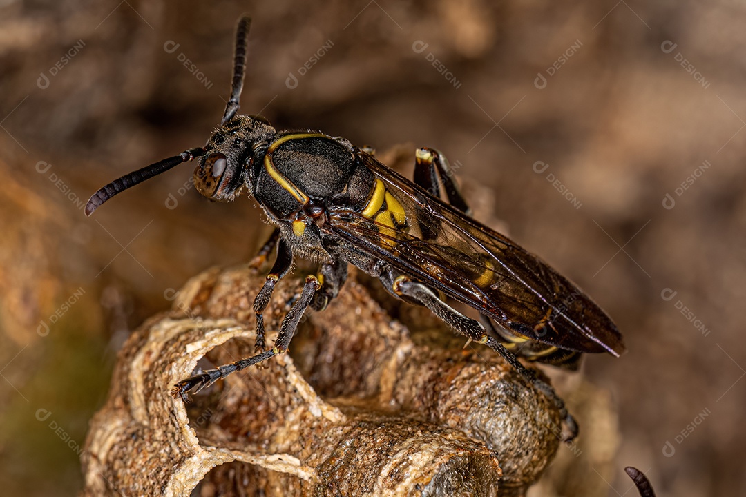 Vespa de papel de cintura longa adulta do gênero Mischocyttarus