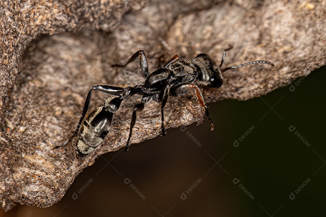 Formiga de galho fêmea adulta do gênero Pseudomyrmex