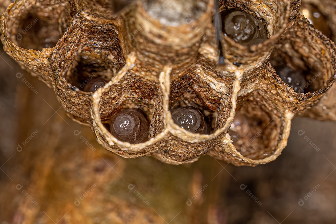 Vespa de papel de cintura longa adulta do gênero Mischocyttarus