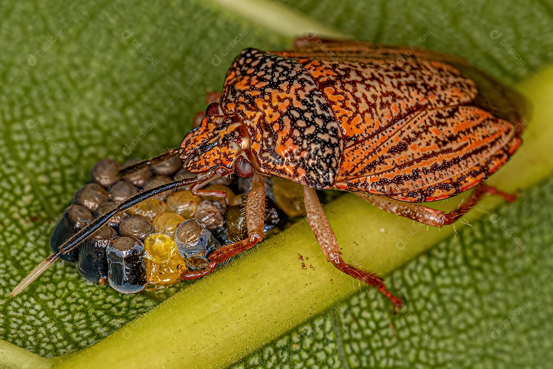 Aetalionid Treehopper adulto da espécie Aetalion reticulatum com ninfas