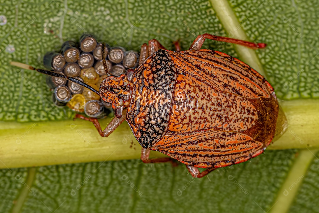 Aetalionid Treehopper adulto da espécie Aetalion reticulatum com ninfas