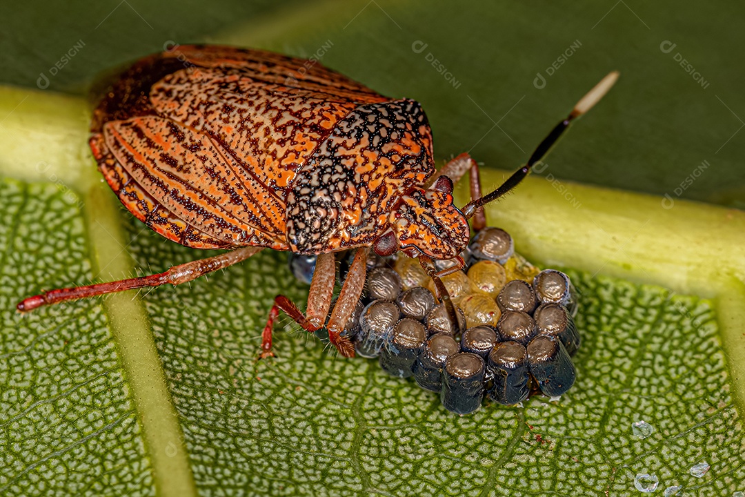 Aetalionid Treehopper adulto da espécie Aetalion reticulatum com ninfas