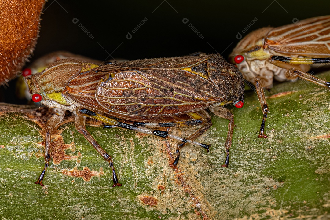 Aetalionid Treehopper adulto da espécie Aetalion reticulatum com ninfas