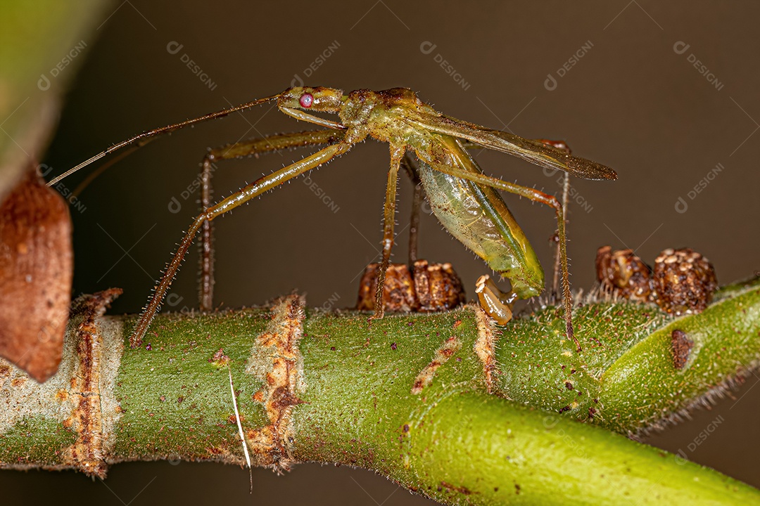 Inseto assassino adulto da tribo Harpactorini em oviposição pondo ovos