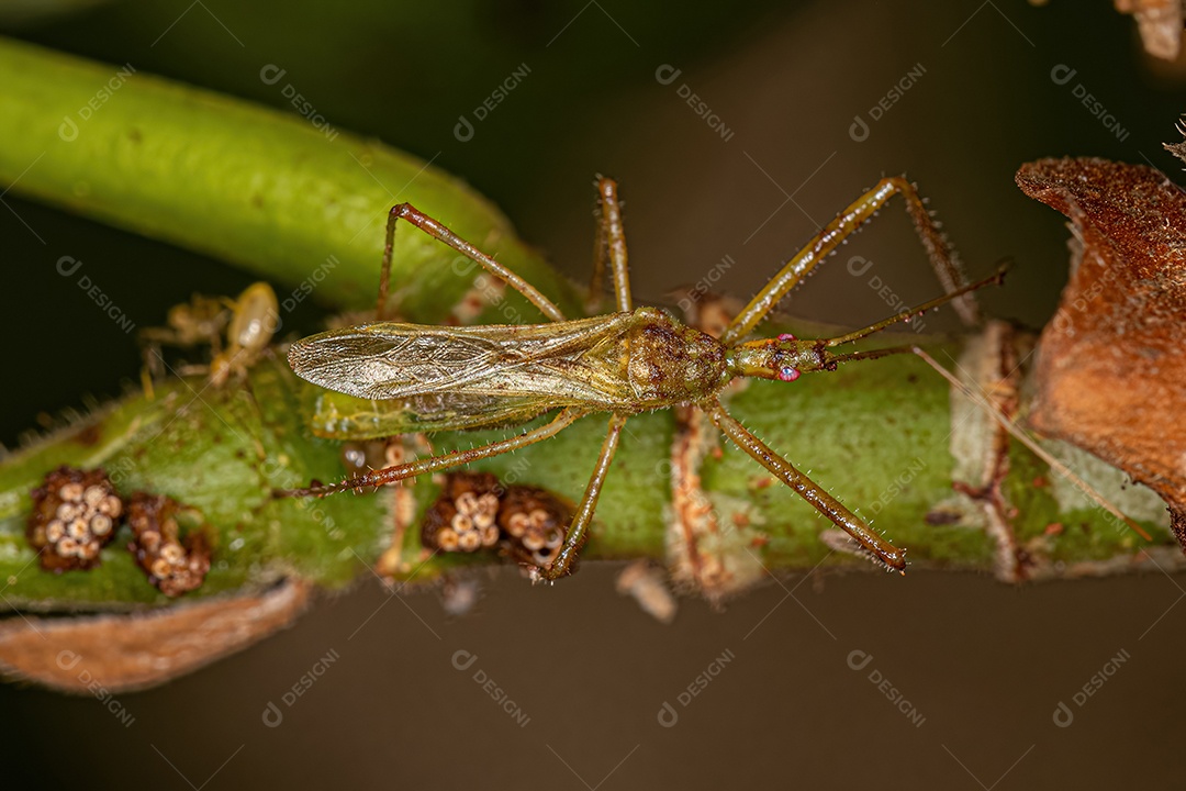 Inseto assassino adulto da tribo Harpactorini em oviposição pondo ovos