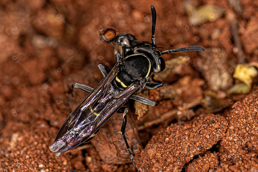 Vespa de mel de cintura longa adulta do subgênero Myrapetra atacando uma mosca