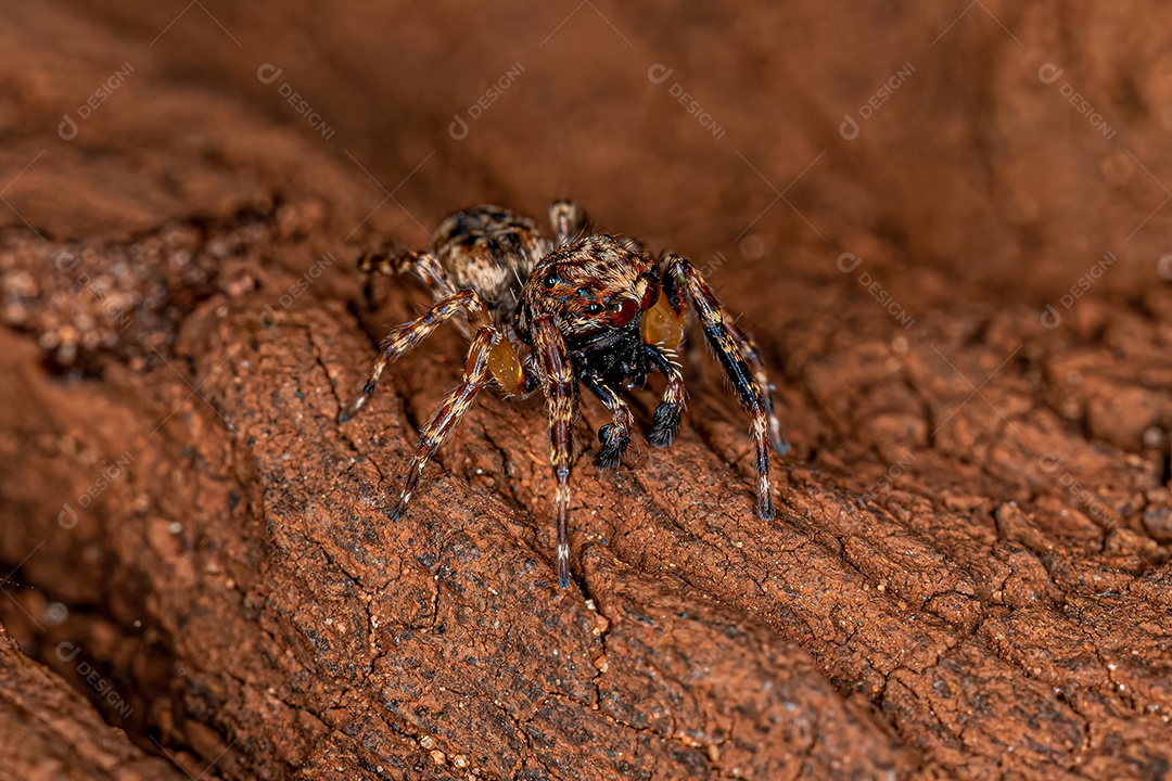 Aranha saltadora macho adulto do gênero Titanattus
