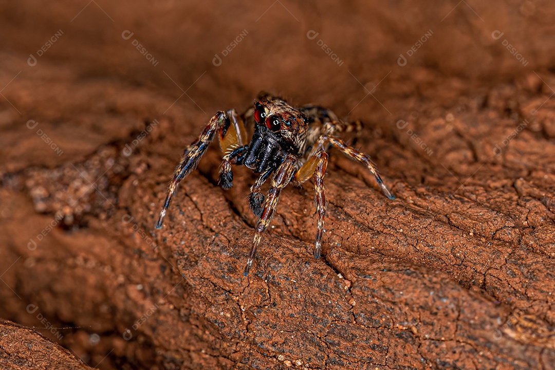 Aranha saltadora macho adulto do gênero Titanattus