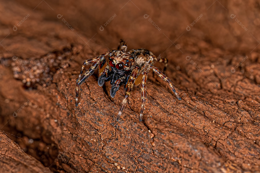 Aranha saltadora macho adulto do gênero Titanattus