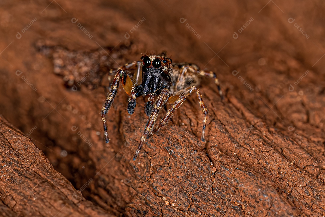 Aranha saltadora macho adulto do gênero Titanattus