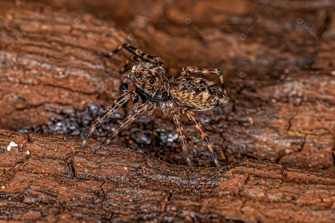Aranha saltadora macho adulto do gênero Titanattus