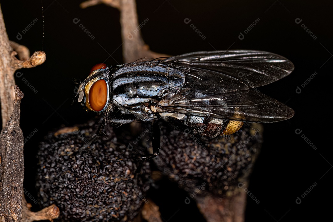 Mosca de carne adulta da família Sarcophagidae