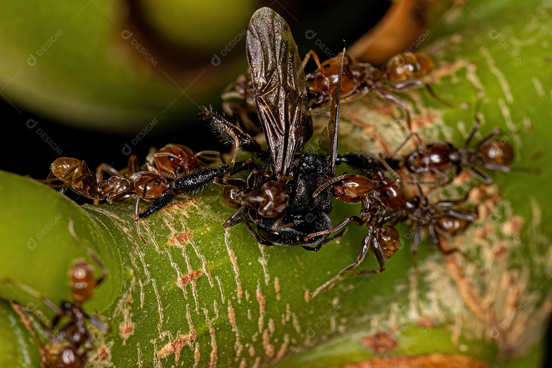 Formigas Cecropia adultas do gênero Azteca atacando uma abelha sem ferrão fêmea adulta do gênero Trigona