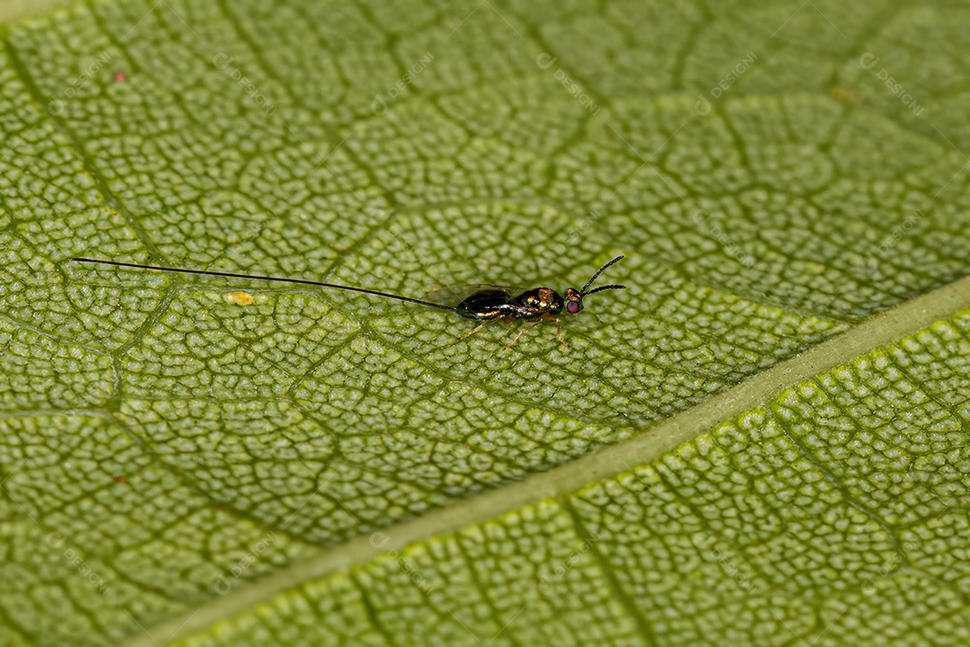 Vespa adulta da subfamília Sycophaginae