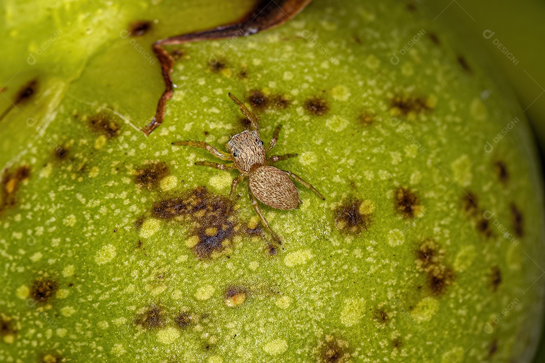 Pequena aranha saltadora da subfamília Salticinae