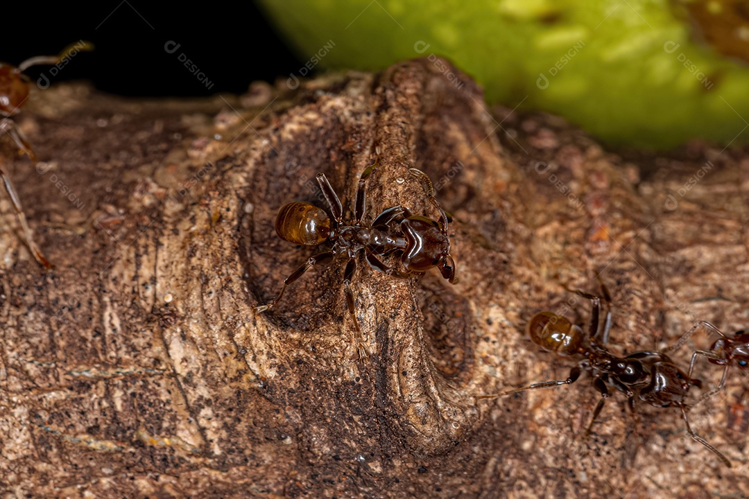 Formigas Cecropia adultas do gênero Azteca