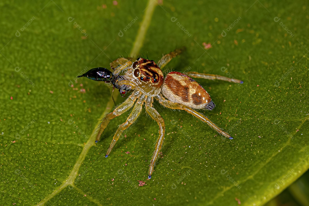 Pequena aranha saltadora do gênero Frigga atacando uma vespa