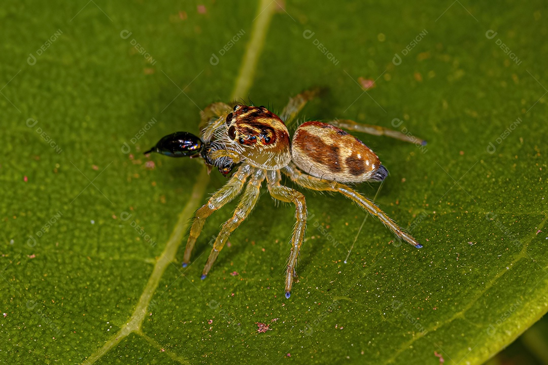 Pequena aranha saltadora do gênero Frigga atacando uma vespa