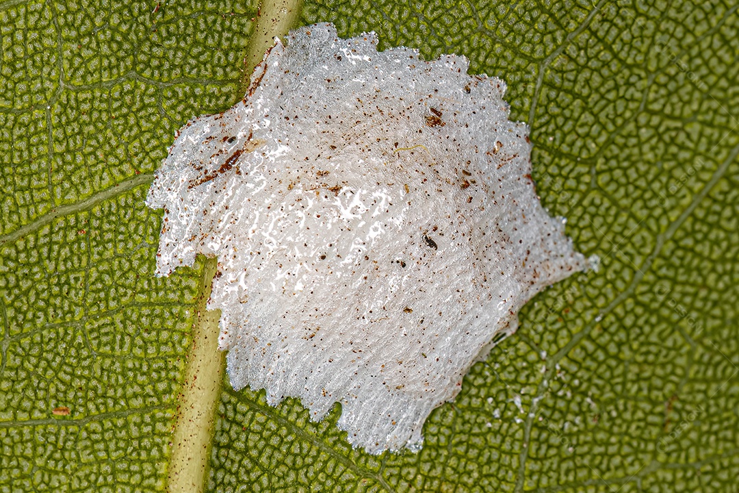 Brocossomas para ovos de insetos da Superfamília Membracoidea