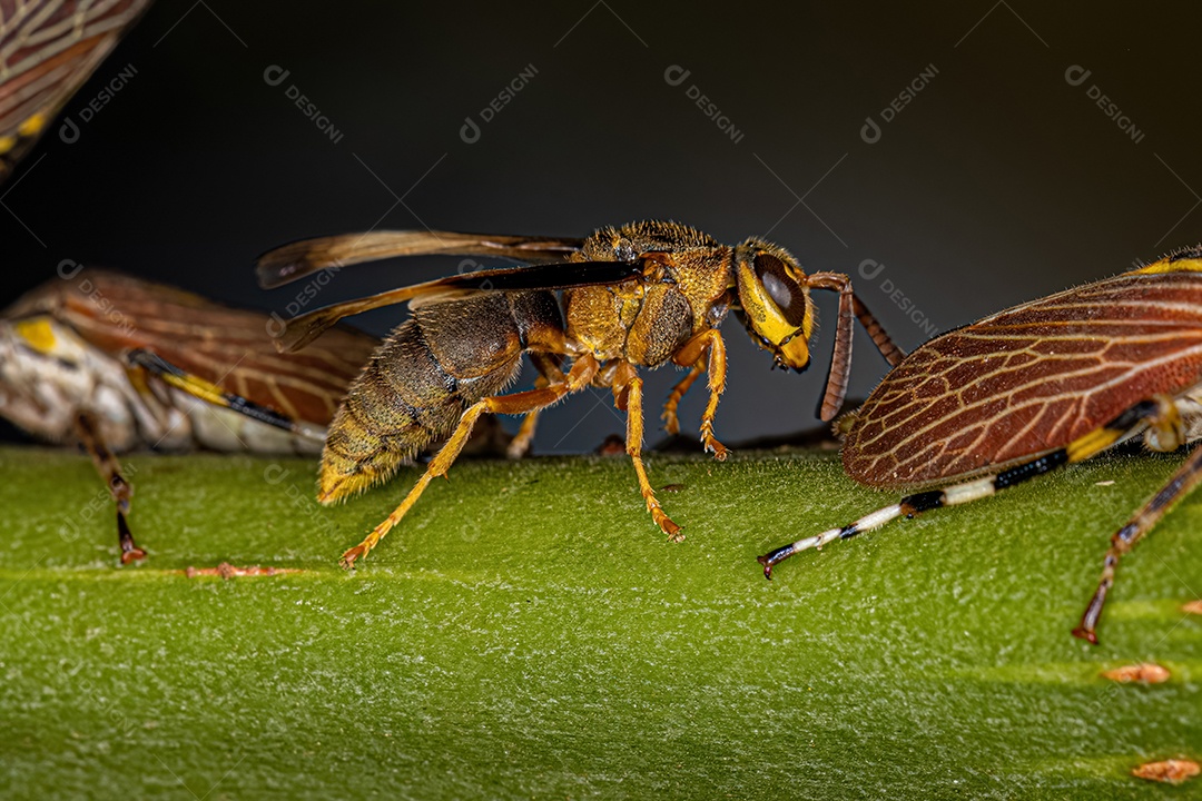 Vespa de papel adulta do gênero Parachartergus