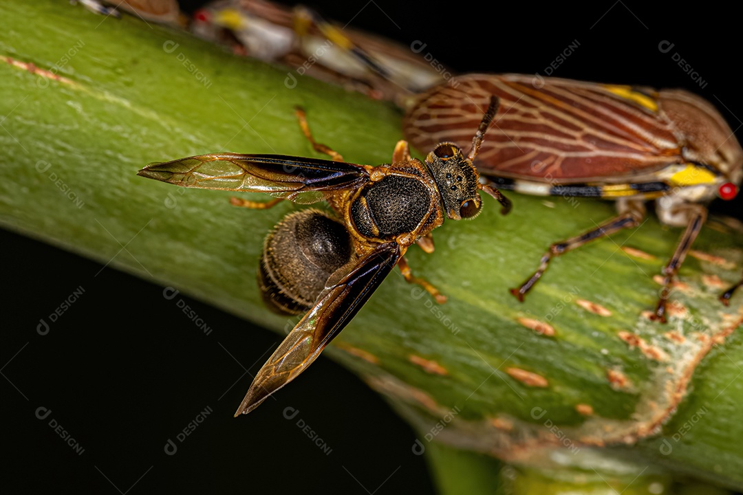 Vespa de papel adulta do gênero Parachartergus