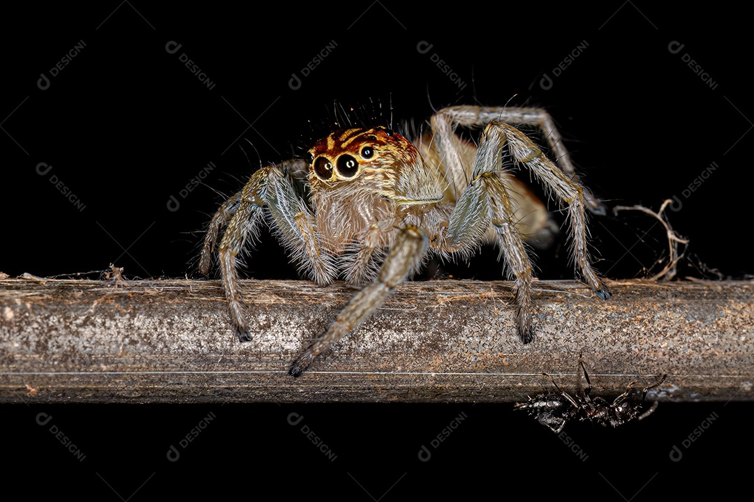 Aranha saltadora fêmea adulta do gênero Frigga