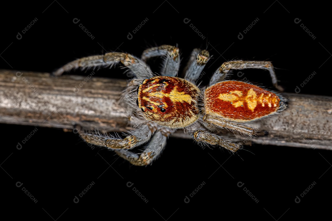 Aranha saltadora fêmea adulta do gênero Frigga