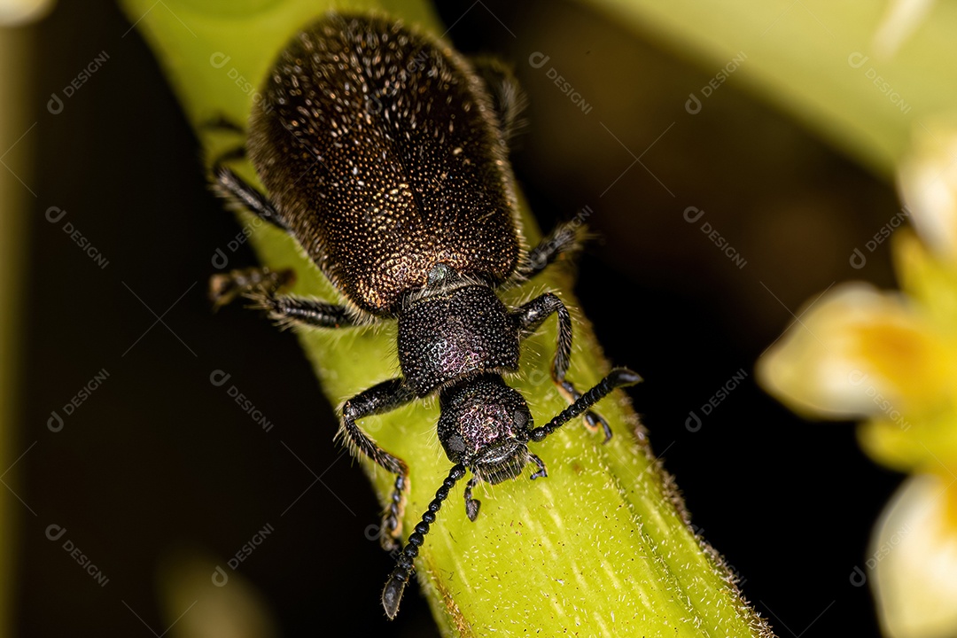 Besouro adulto da espécie Lagria villosa