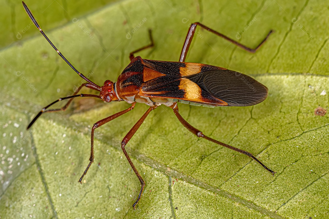 Inseto adulto da espécie Hypselonotus interruptus