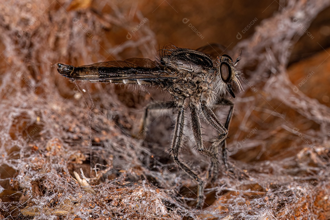 Mosca adulta morta do gênero Triorla