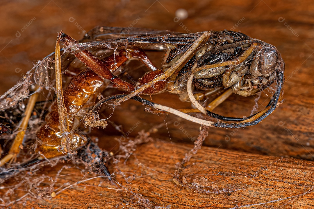 Vespa icneumonídea adulta morta da família Ichneumonidae