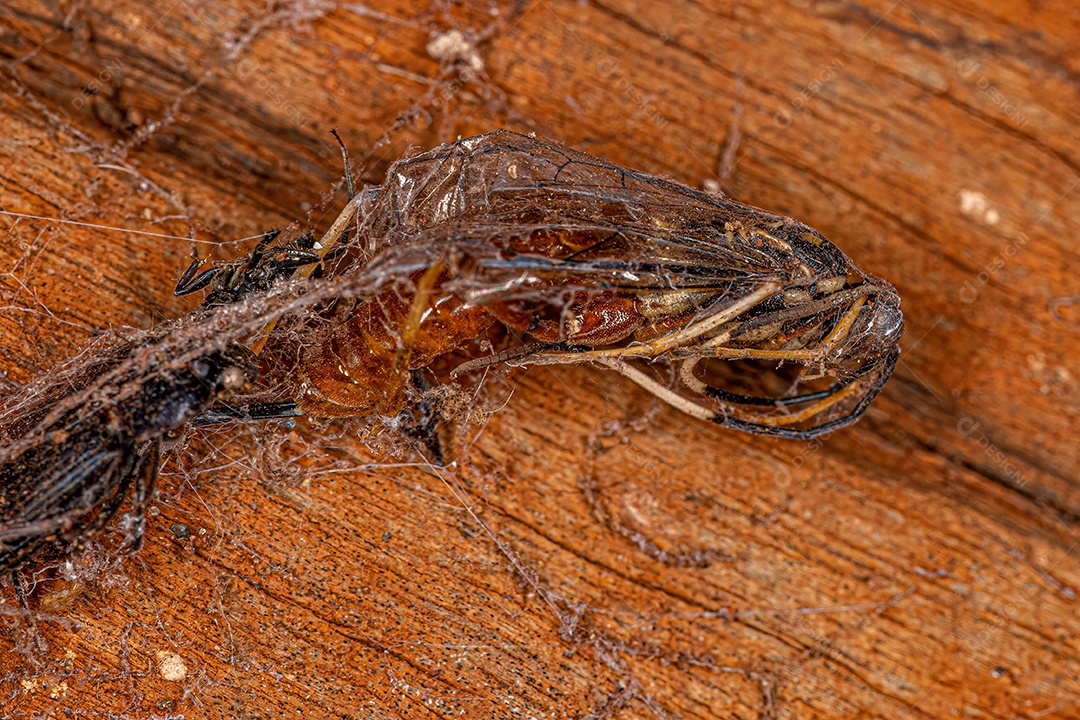 Vespa icneumonídea adulta morta da família Ichneumonidae