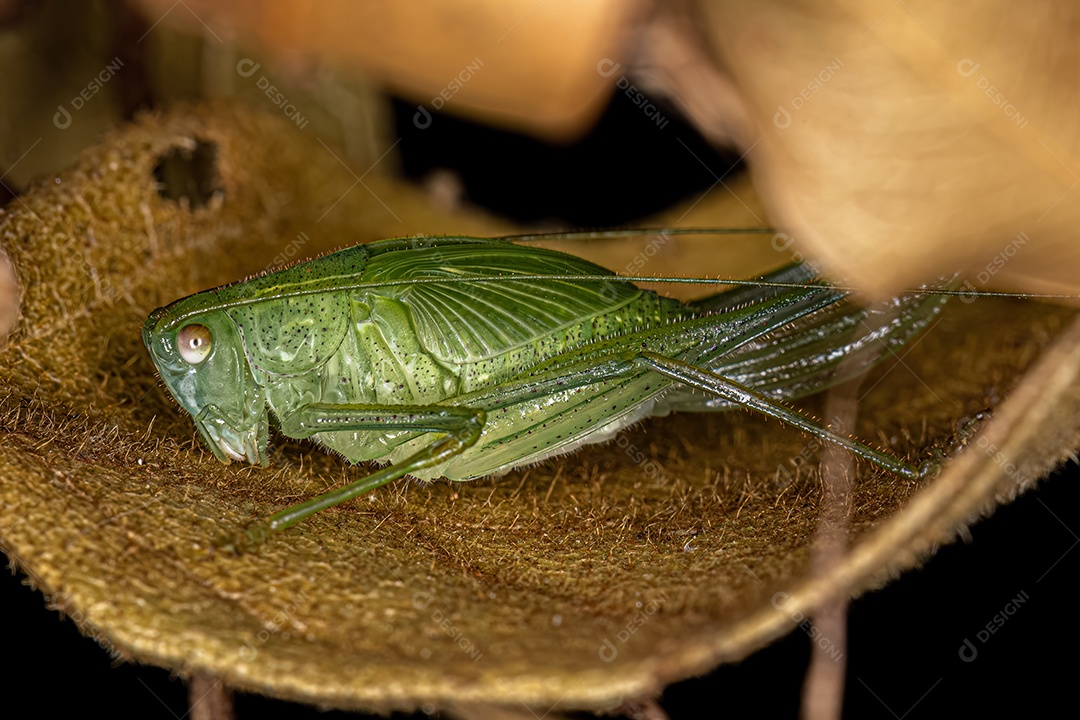 Folha Katydid Ninfa da Subfamília Phaneropterinae