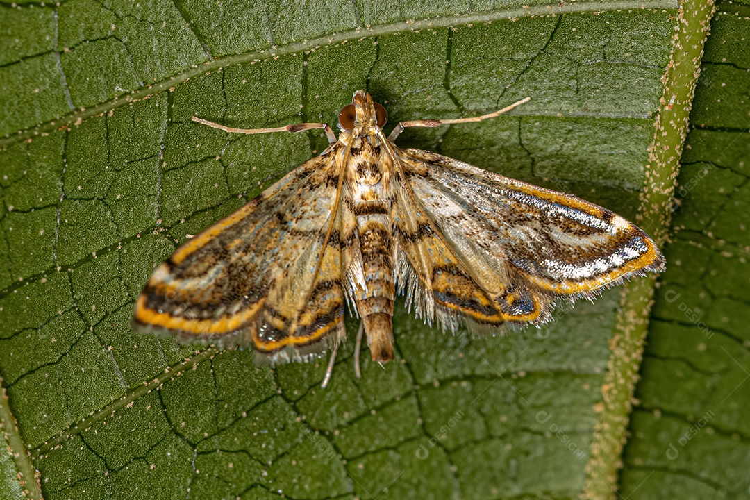 Mariposa adulta da família Crambidae