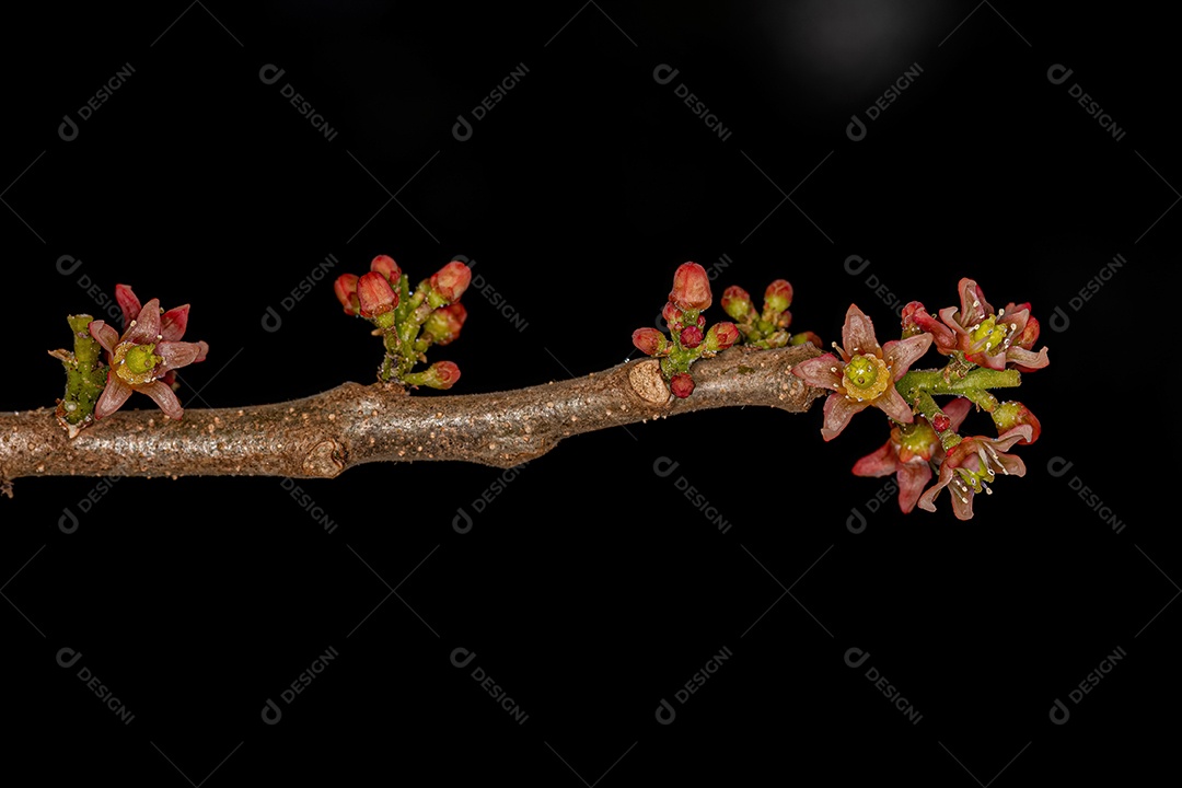 Flor de cajazeira vermelha da espécie Spondias purpurea