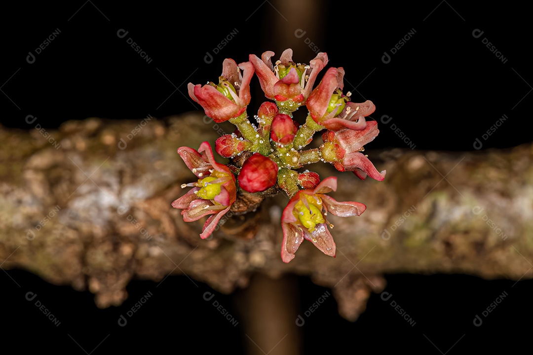 Flor de cajazeira vermelha da espécie Spondias purpurea