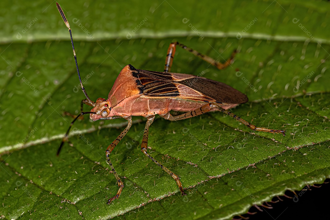 Inseto adulto da espécie Hypselonotus fulvus