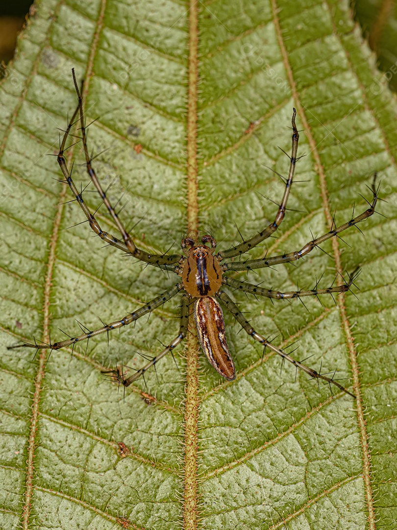 Aranha Lince Macho Adulto da espécie Peucetia rubrolineata