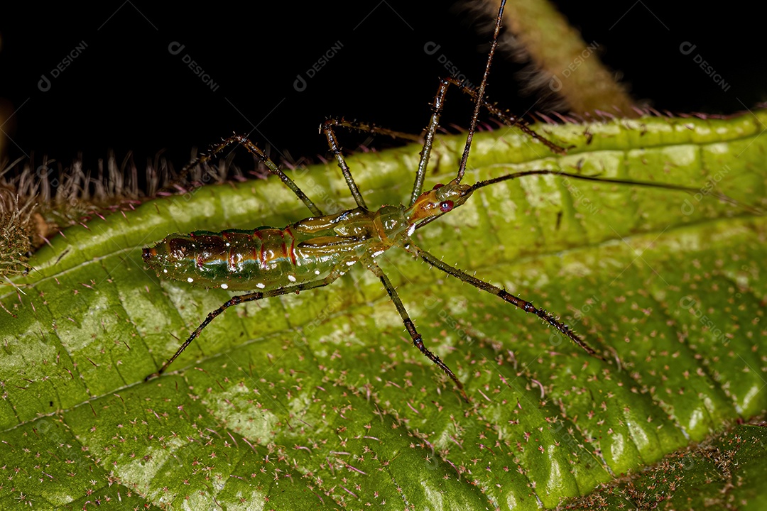 Assassin Bug Ninfa da Tribo Harpactorini