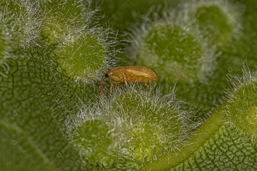 Gorgulho Verdadeiro Adulto da Família Curculionidae