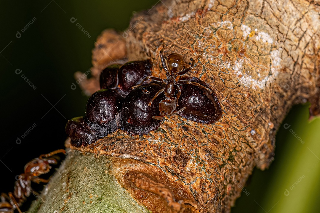 Formigas Cecropia adultas do gênero Azteca atacando uma abelha sem ferrão fêmea adulta do gênero Trigona