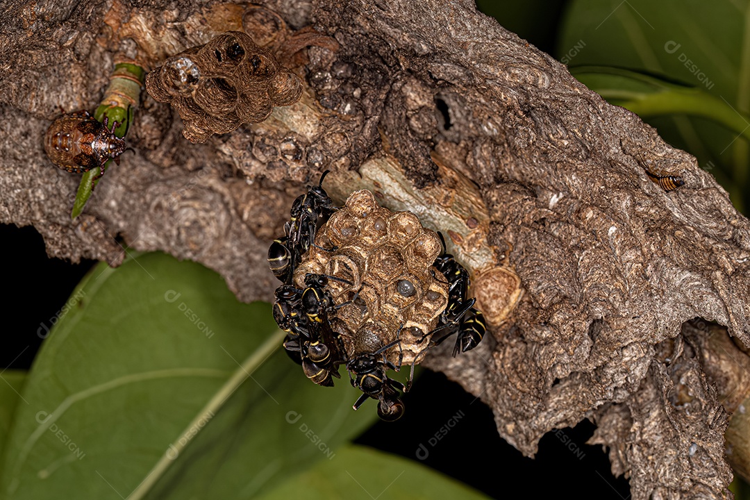 Vespas de papel de cintura longa adultas do gênero Mischocyttarus